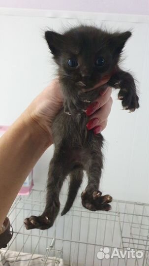 Кошка в дар