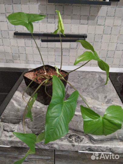 Комнатные растения