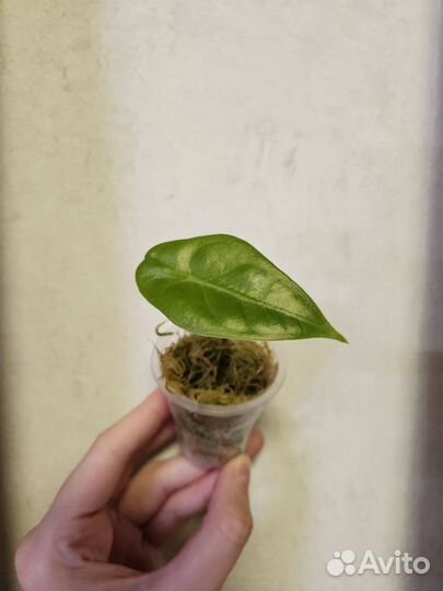 Алоказия лонгибоба