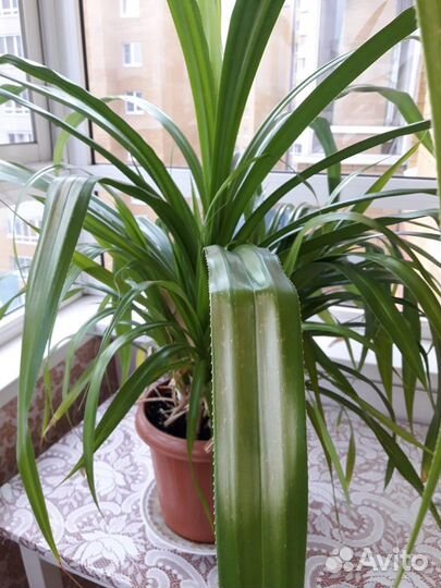 Пальма панданус