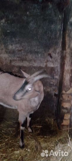 Нубийский козел вязка