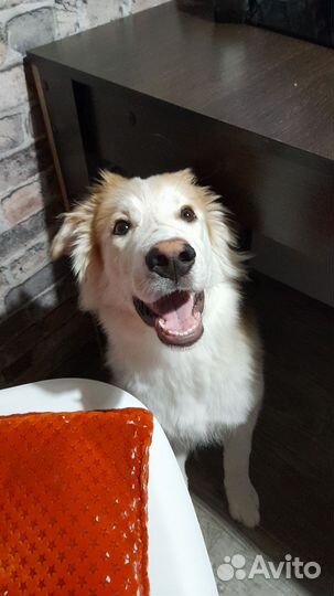 Щенок Снупи 6 месяцев в добрые руки бесплатно