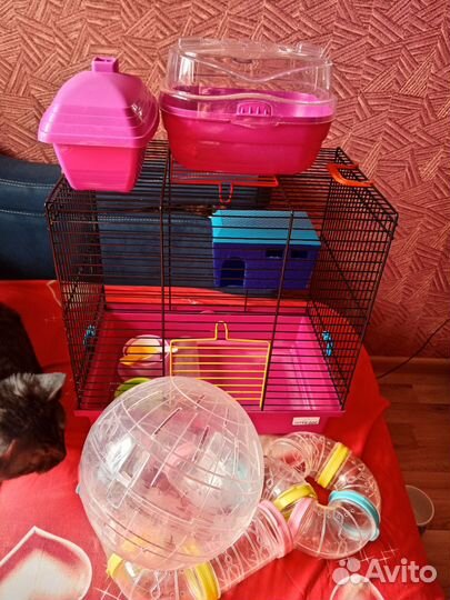 Всё, что нужно для хомяка