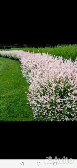 Ива Хакуро Нишики