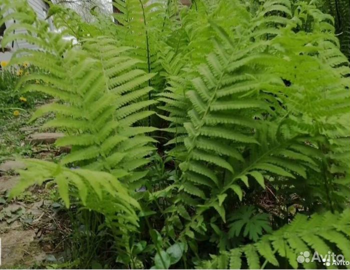 Папоротник страусник