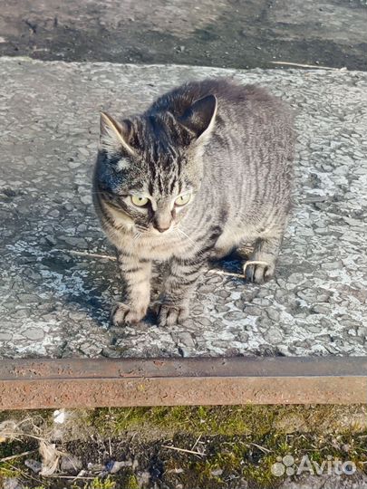 Котята в добрые руки бесплатно