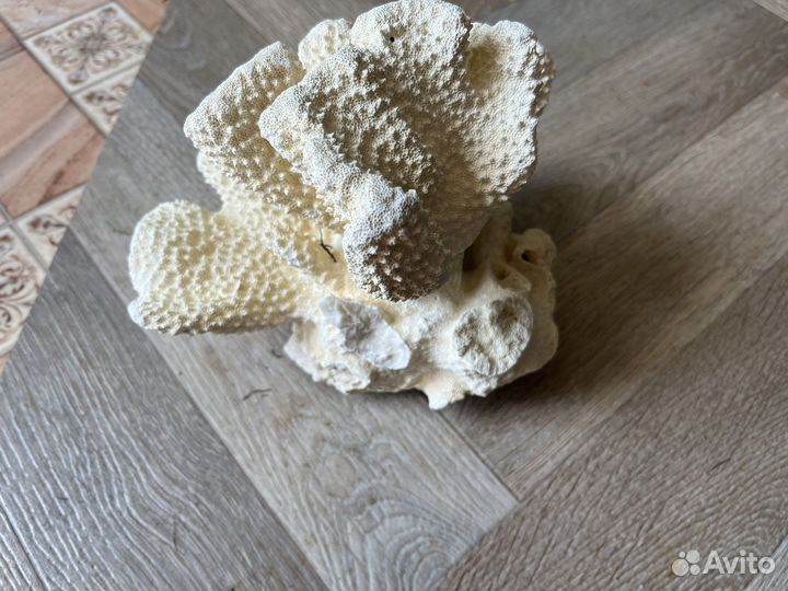 Морские кораллы