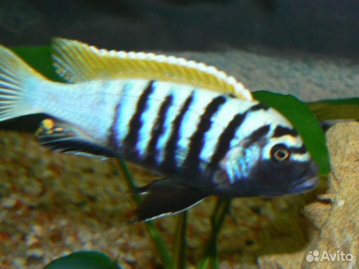 Рыбки цихлиды с озера Малави