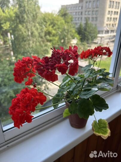 Герань