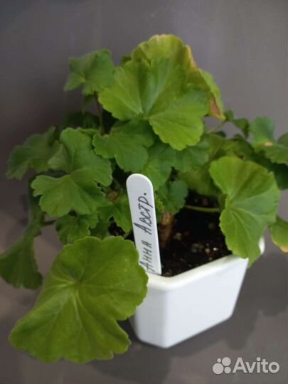 Пеларгония герань юв Анна Австрийская