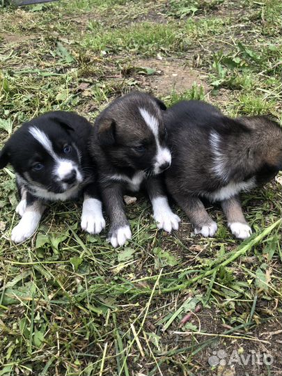 Щенки дворняжки