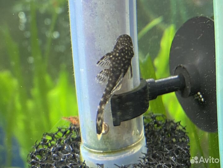 Сомики анциструсы