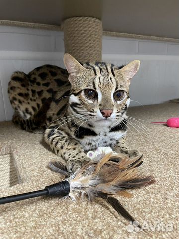 Азиатский леопардовый кот объявление продам
