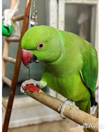 Ожереловый попугай