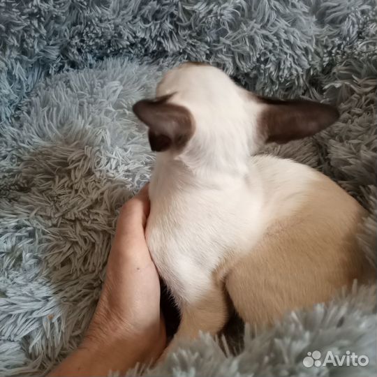 Кот и кошка ориентальные сиамского окраса