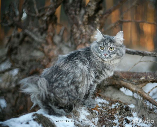 Зеркальный фотоаппарат canon eos5d