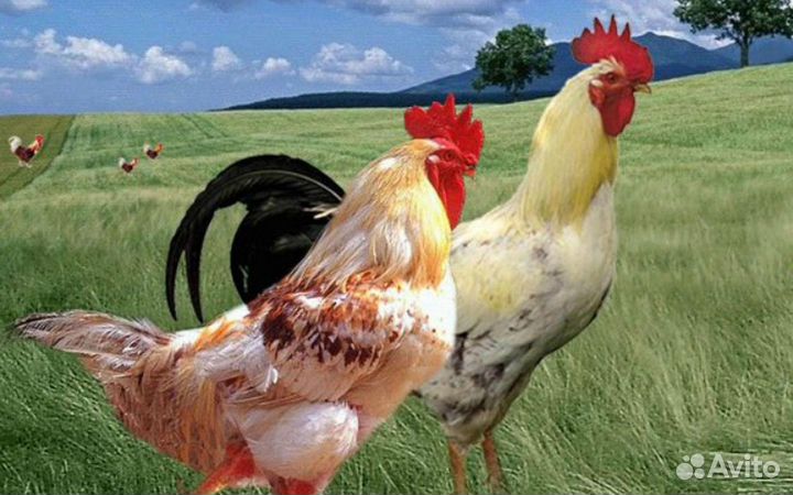 Петухи