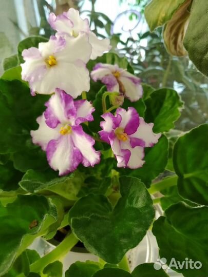 Листики сортовых фиалок и безымяшек