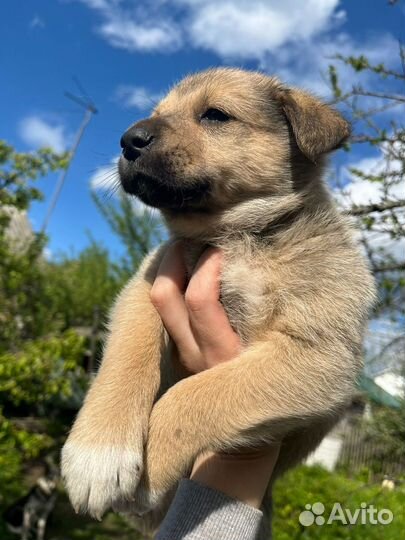 Собака в добрые руки отдам бесплатно