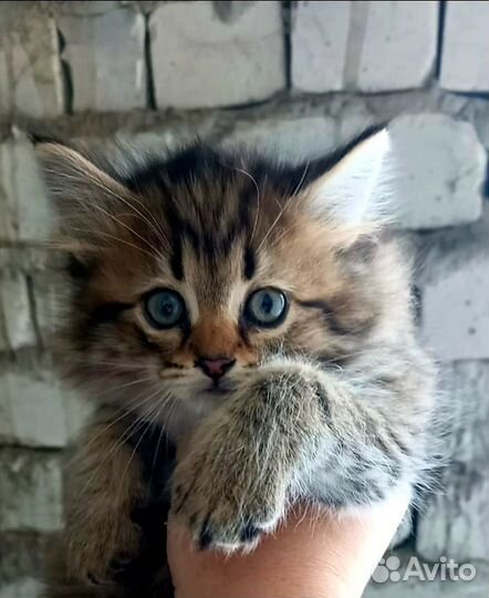 Котята пушистые 2 месяца