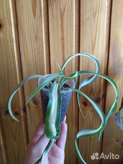 Хлорофитум кудрявый