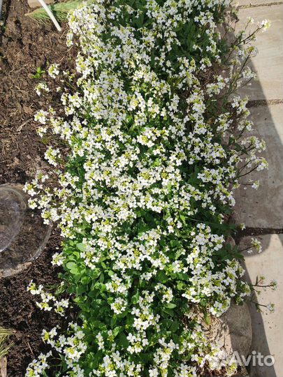 Многолетники