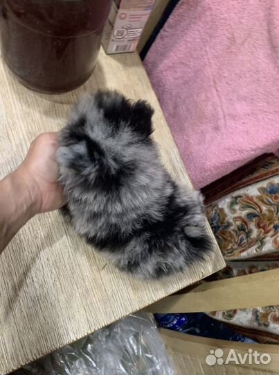 Померанский шпиц тип мишка -голубой мерль Яночка