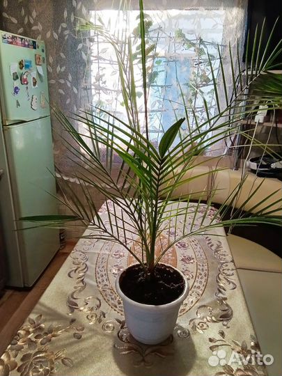 Финиковая пальма