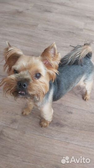 Передержка животных