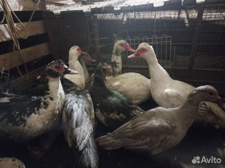 Индоутка, Мускусная утка