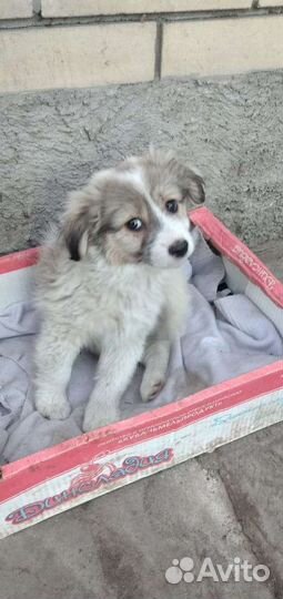 Собака ищет себе дом