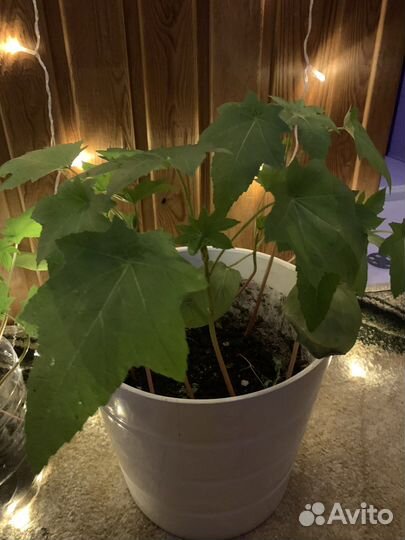 Клещевина рассада