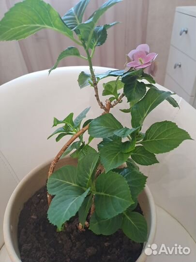 Гортензия,цветёт розово-фиолетовыми цветами