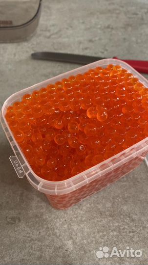 Морепродукты оптом (жывые и заморозка)