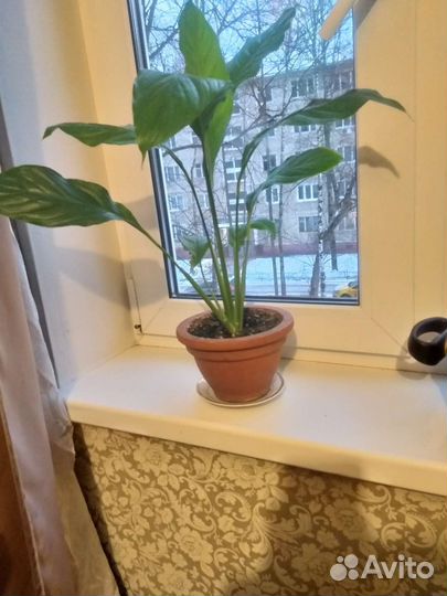 Комнатные растения