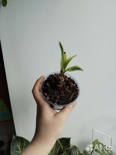 Драцена, церопегия и ароидные