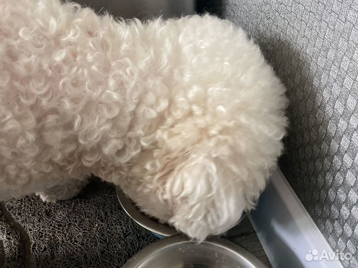 Прогулка с собакой