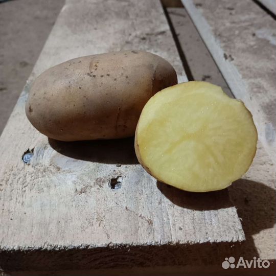 Продам картофель