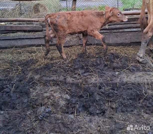 Корова с теленком