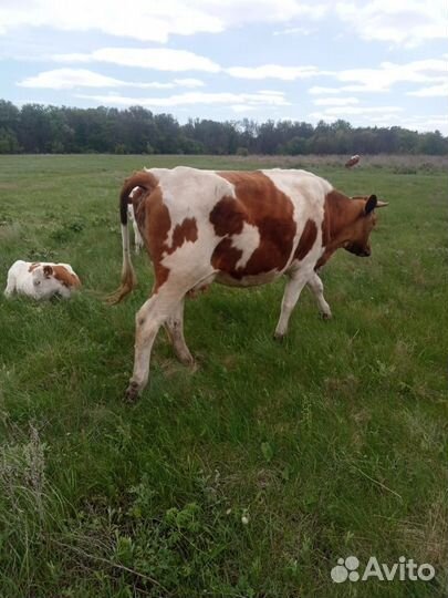Продам коров
