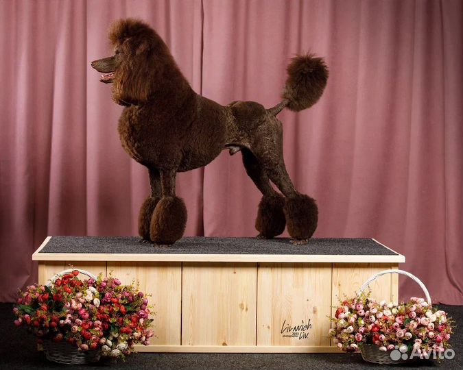 Королевский пудель