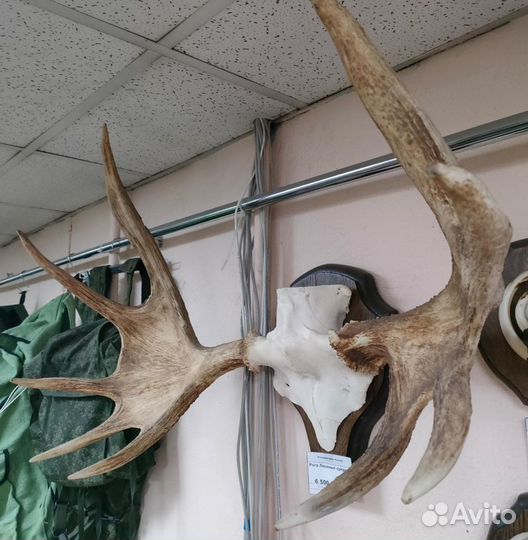 Рога лосиные средние