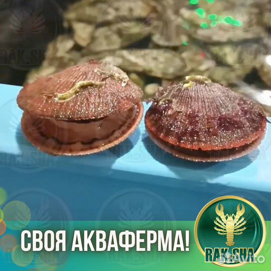 Живой гребешок Морской Баренцево Морепродукты