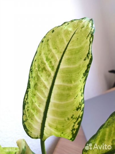 Диффенбахия камилла