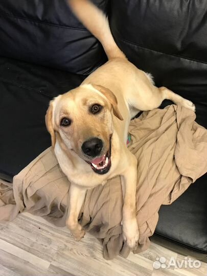Лабрадор девочка 5 лет