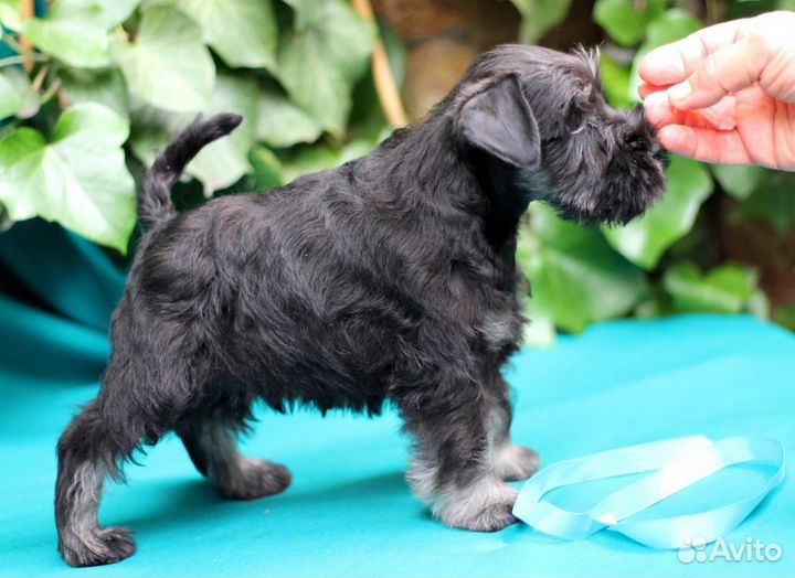 Цвергшнауцер