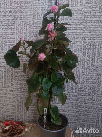 Махровые вечноцветущие бегонии