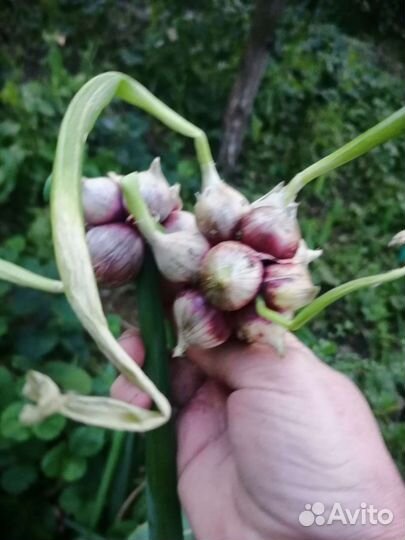 Лук шнитт и лук Слизун