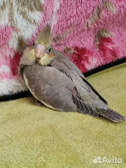 Попугай корелла птенцы ручные