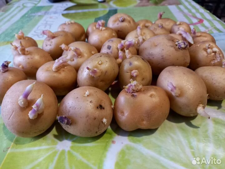 Семенной картофель